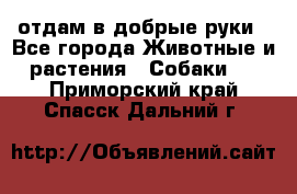 отдам в добрые руки - Все города Животные и растения » Собаки   . Приморский край,Спасск-Дальний г.